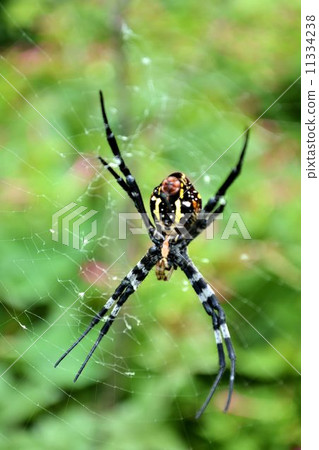 Spider Spider 11334238