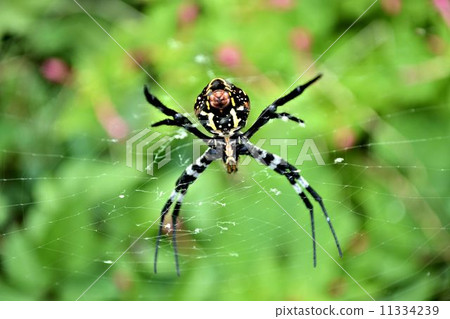 Spider Spider 11334239