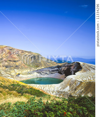 藏王銀杏 11334296