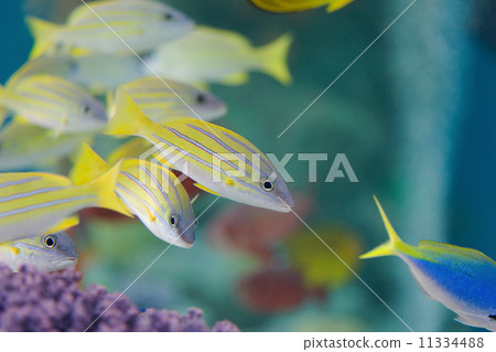 Yosugefudai Yosugefudai 11334488