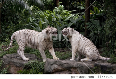 Animals fight, two tigers, 11334920