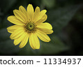 Rudobekia 11334937