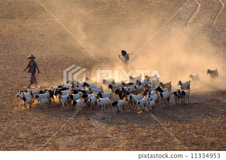 Bagan plain goat Bagan plain goat 11334953