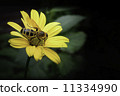 Rudbekia和蜜蜂 11334990
