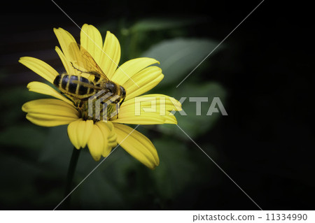 Rudbekia and a honey bee 11334990
