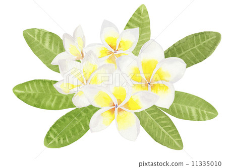 white plumeria flower 11335010