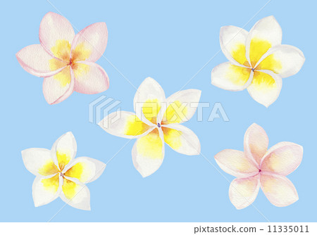 雞蛋花 11335011