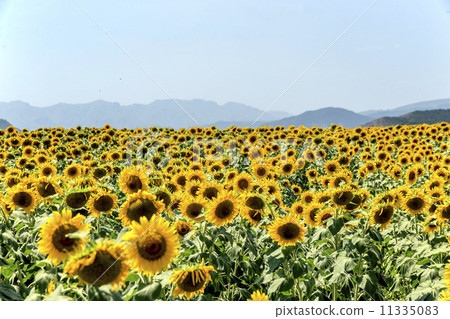 Sunflower field of Nagorno Karabakh 11335083