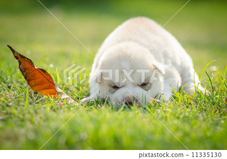 Siberian husky dog puppy Siberian husky dog puppy 11335130