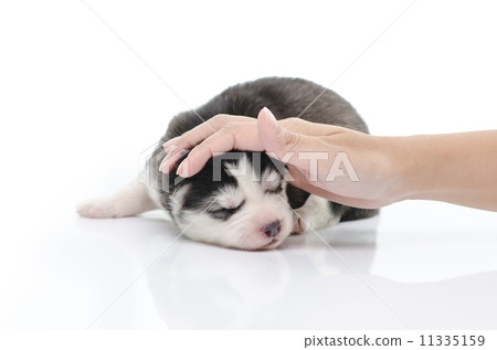 Cute puppy with caressing hand on white Cute puppy with caressing hand on white 11335159