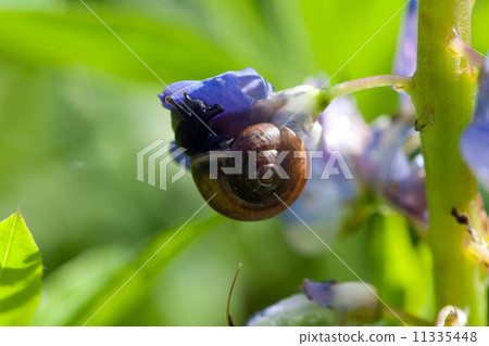 snail on lupine flower closeup snail on lupine flower closeup 11335448