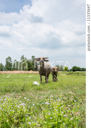 Two buffaloes on the green field. Two buffaloes on the green field. 11335647