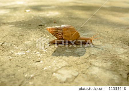 Snail crawling on the ground. 11335648