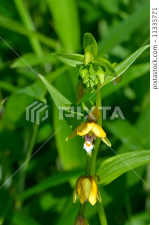 Wild orchid Wild orchid 11335771
