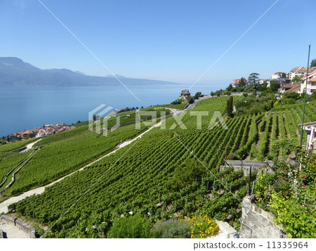 Lake Leman and wine field Lake Leman and wine field 11335964