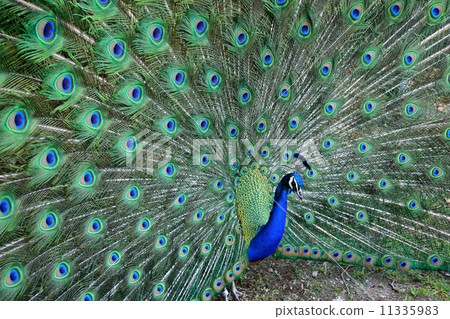 Peacock Peacock 11335983