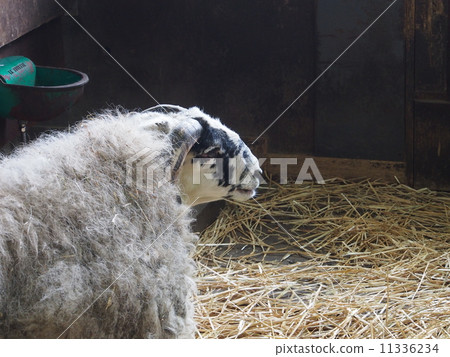Sheep Black Face Type 11336234