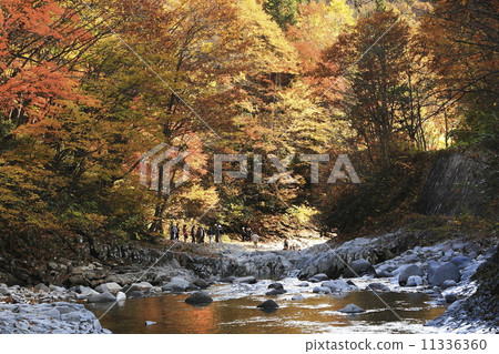 Autumn leaves in the Nakatsugawa valley 11336360