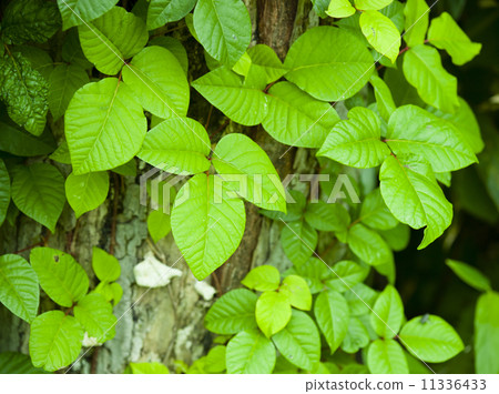 Poison ivy 11336433