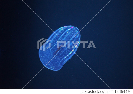 Uricaga that emits light 11336449