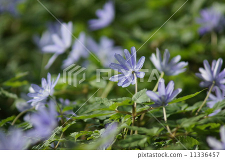 A group of Cricketisedgeae A group of Cricketisedgeae 11336457