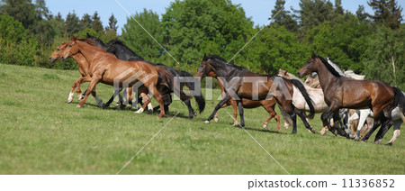 Very various barch of horses running on pasturage Very various barch of horses running on pasturage 11336852