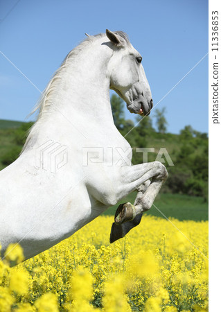 Amazing white lipizzaner prancing in spring 11336853