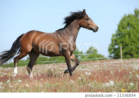 Amazing brown sport pony running on pasturage 11336854