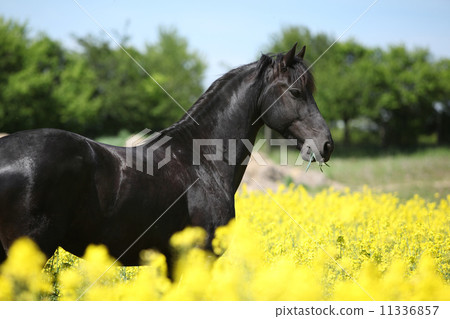 Gorgeous black friesian horse in colza field 11336857