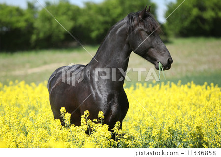 Gorgeous black friesian horse in colza field Gorgeous black friesian horse in colza field 11336858
