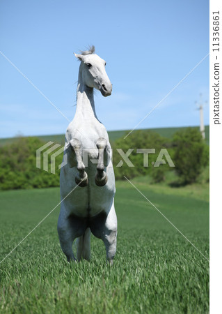 Amazing white lipizzaner prancing in spring 11336861