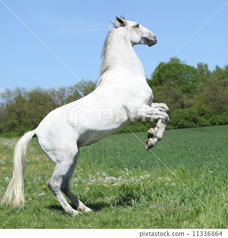 Amazing white lipizzaner prancing in spring 11336864