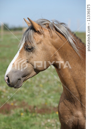 Nice sport pony standing on pasturage 11336875