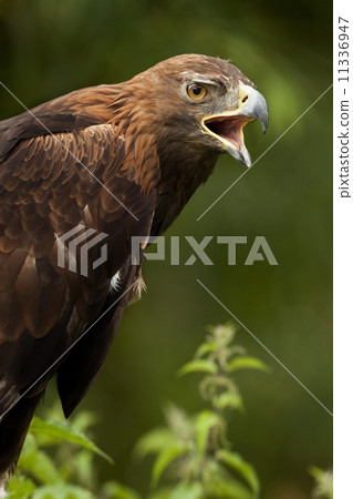 Golden Eagle (Aquila chrysaetos) - Scottish Highlands 11336947