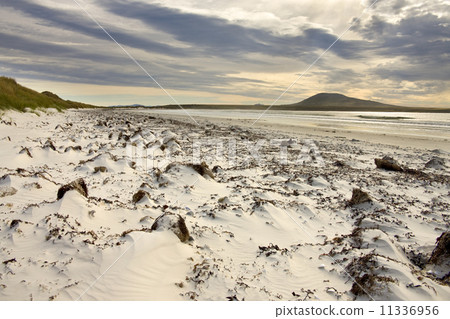 Pebble Island - Falkland Islands 11336956