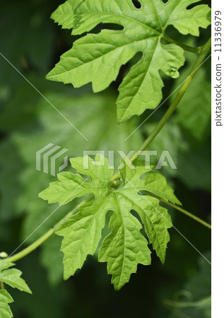 Leaves of 'Mini mini goya' 11336979