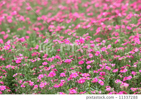 Sansasia nemesia的花園栽培品種 Sansasia nemesia的花園栽培品種 11337288