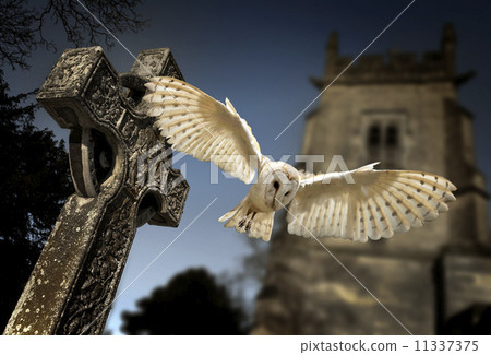 Barn Owl (Tyto alba) 11337375