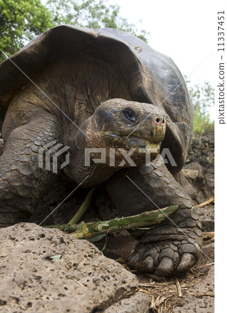 Giant Galapagos Tortoise - Galapagos Islands - Ecuador Giant Galapagos Tortoise - Galapagos Islands - Ecuador 11337451