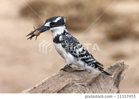 Pied Kingfisher - Botswana 11337453