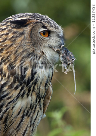 European Eagle Owl (Buba bubo) European Eagle Owl (Buba bubo) 11337458