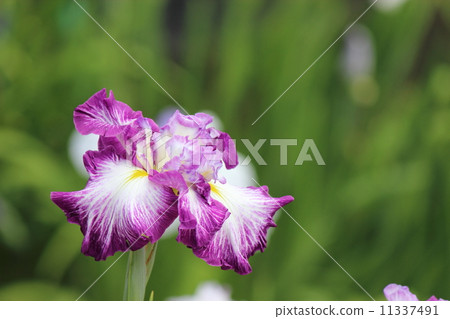 鳶尾花園品種 11337491