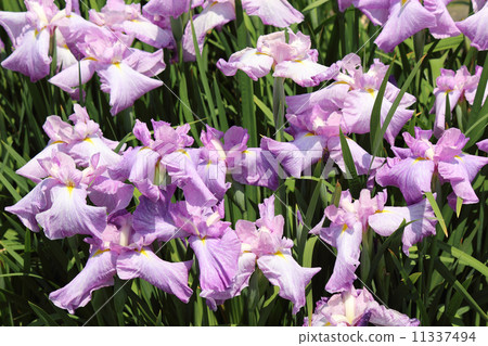 Garden cultivar of iris 11337494