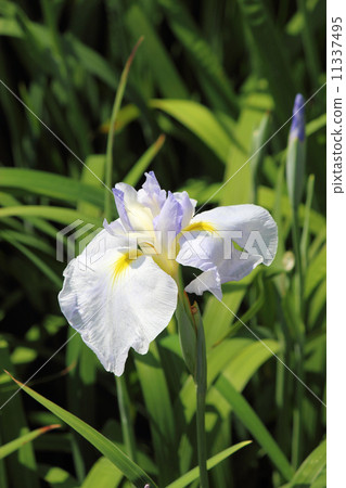 Garden cultivar of iris Garden cultivar of iris 11337495