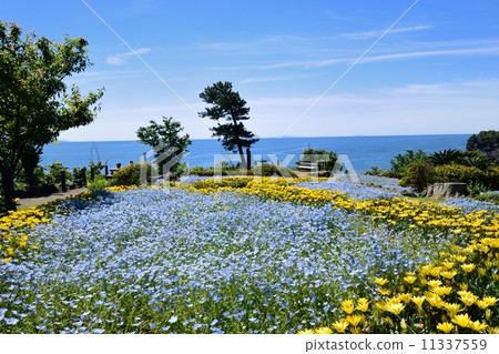 Nemophila Hill 11337559