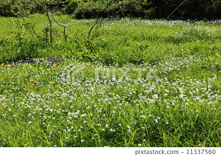 Tsugaike Nature Park Watasugi community 11337560