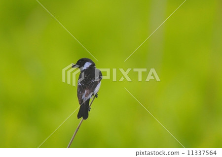 Male Nobutaki (Stonechat) in Hokkaido Male Nobutaki (Stonechat) in Hokkaido 11337564