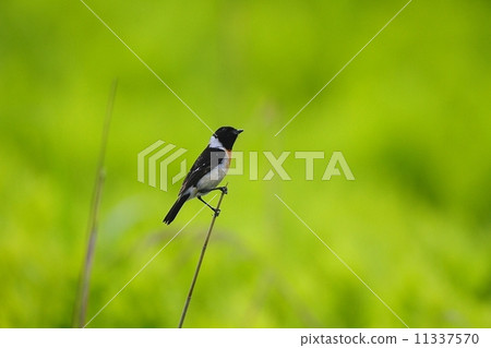 Male Nobutaki (Stonechat) in Hokkaido Male Nobutaki (Stonechat) in Hokkaido 11337570