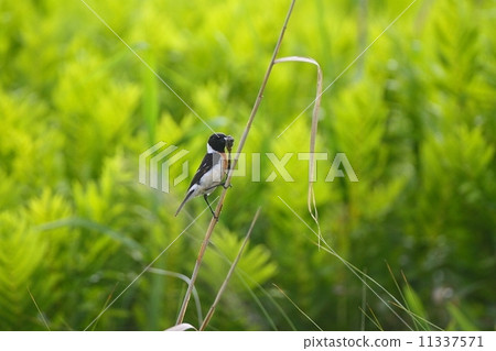 Male Nobutaki (Stonechat) in Hokkaido Male Nobutaki (Stonechat) in Hokkaido 11337571