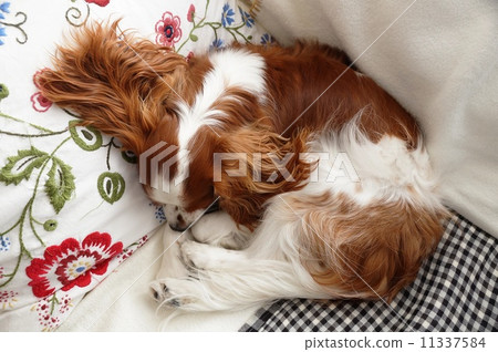 Your ear Your ear 11337584